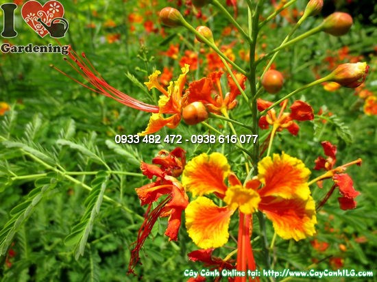 Lá và hoa cây kim phượng điệp cúng chi tiết