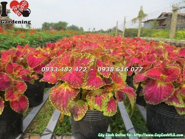 Cây lá gấm đỏ nhiều nhánh sum suê trong chậu