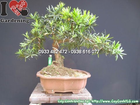Cây la hán tùng bonsai đẹp cao 50cm Ms 12750 nhìn chính diện