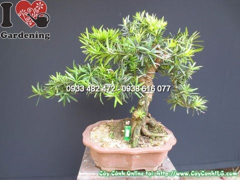 Cây la hán tùng bonsai đẹp Ms 12750 mặt sau góc chụp 3/4