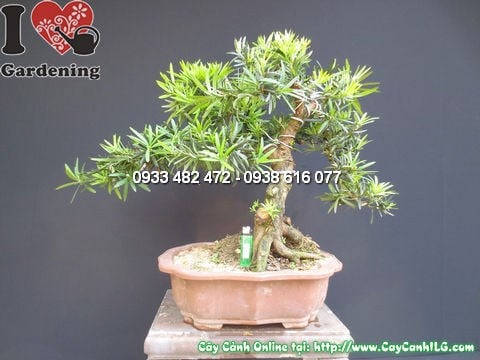 Cây la hán tùng bonsai đẹp cao 50cm hoành 20cm Ms 12750 nhìn tổng thể