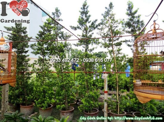 Cây La Hán Tùng Đài Loan Tháp cao 4m – cây trưởng thành dáng tháp uy nghi