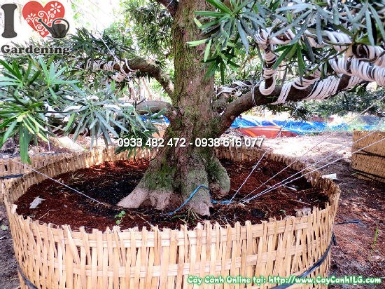 Cây La Hán Tùng Kiểng Cổ cao 4m hoành gốc 52-58cm – ILG