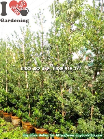 Cây La Hán Tùng Tháp khỏe mạnh, lá xanh đậm không sâu bệnh