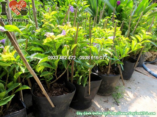 Cây lài hai màu hoa trắng chuyển tím tại vườn ILG