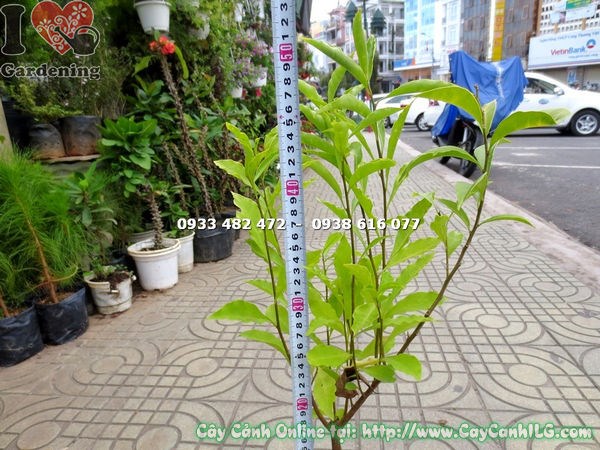 Lộ trình phát triển cây lài hai màu từ nhỏ đến trưởng thành
