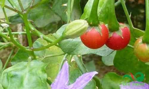 ca gai leo tri viem gan b 1