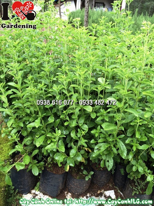 Lá cây cỏ ngọt tươi – thu hoạch định kỳ từ cây giống cao 50cm