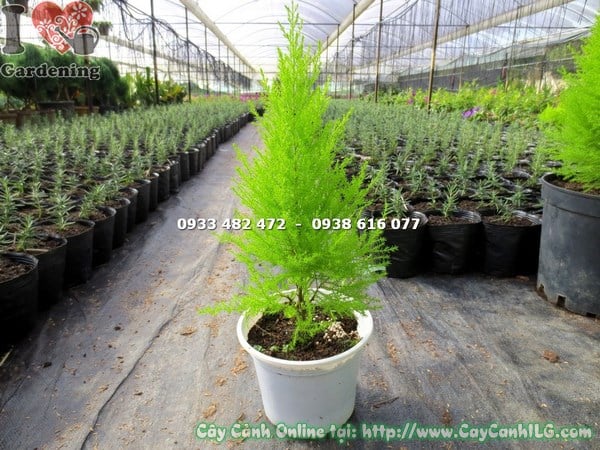 cây tùng thơm giống dáng chóp tháp tự nhiên