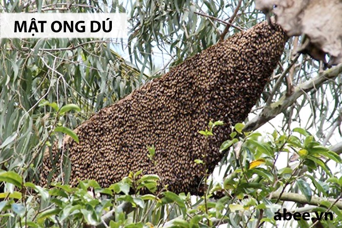 mat-ong-du-abee