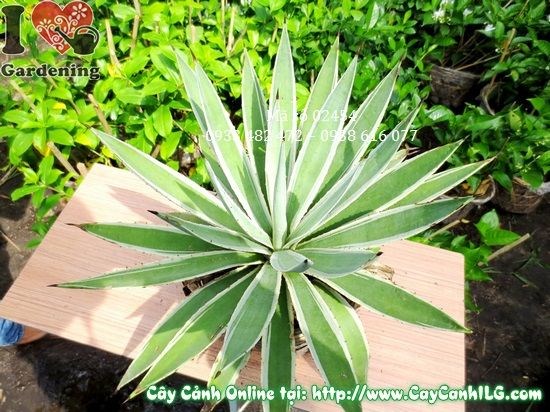 Cây Agao trồng cảnh quan sân vườn xanh mướt