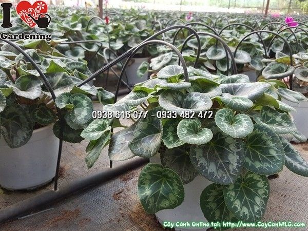 Cây Anh Thảo phát triển qua các giai đoạn tại vườn cây ILG