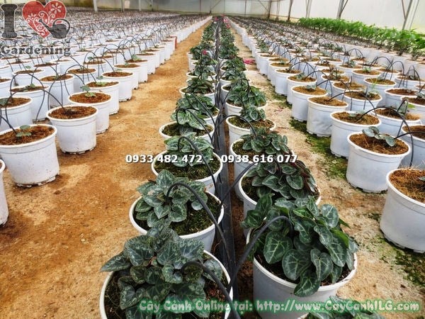 Cây Anh Thảo giống cao 15cm đang phát triển tươi tốt