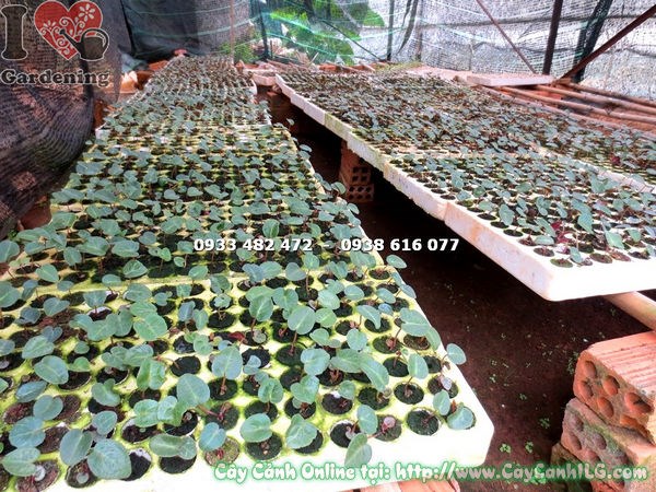 cây anh thảo giống trồng cảnh quan sân vườn