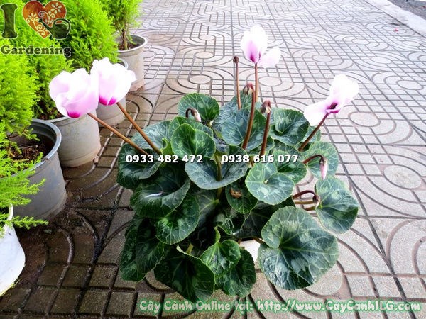 hoa anh thảo hồng đẹp nở rực rỡ