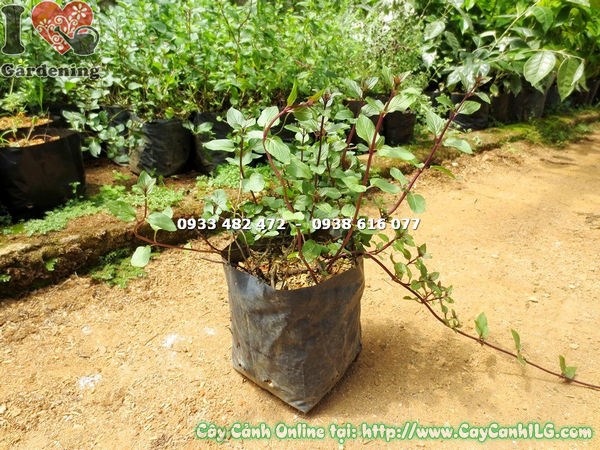Cây Bạc Hà Pepper Mint cao 15cm – thích hợp trồng chậu ban công