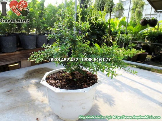 Chăm sóc cây ba chia giống mới 22cm – tưới nước, ánh sáng, bón phân