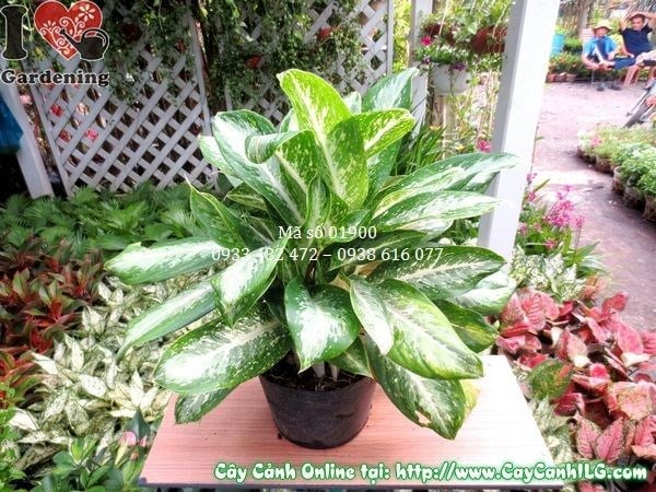 Cây Bạch Mã Hoàng Tử cao 50cm tại vườn ILG