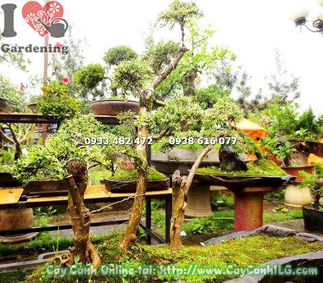 Cây bạch tuyết mai bonsai tiểu cảnh cao 60cm – dáng uốn bonsai nghệ thuật