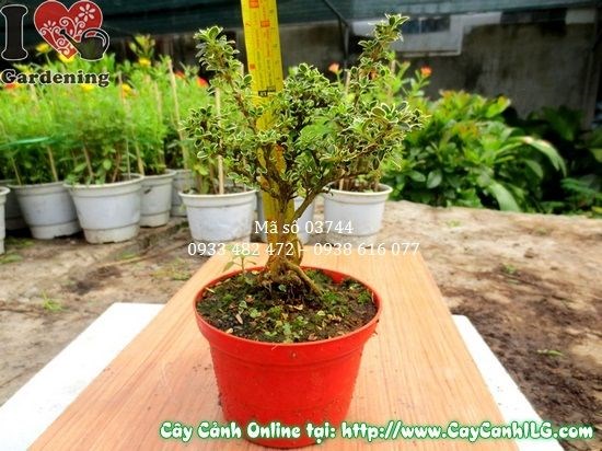 Cây bạch tuyết mai 12cm hoa trắng đẹp trang trí sân vườn - ILG