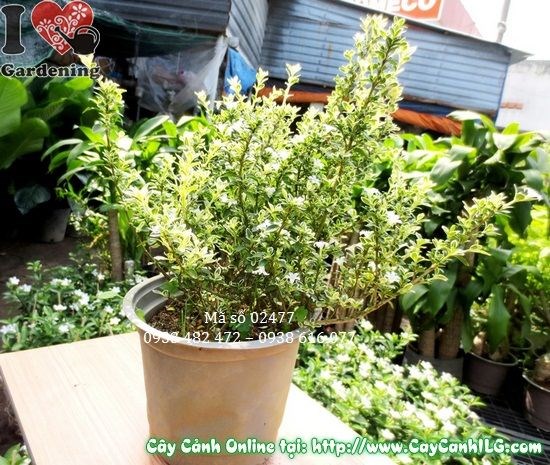 Cây bạch tuyết mai hoa trắng đẹp tại vườn ILG