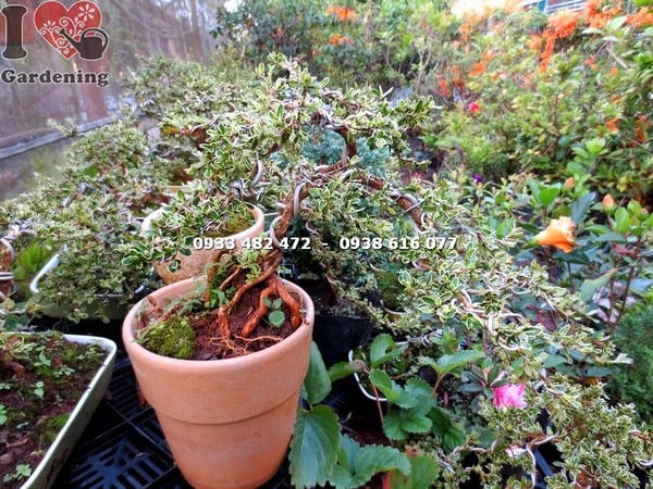 Hoa bạch tuyết mai nở trắng như tuyết trên cây bonsai mini