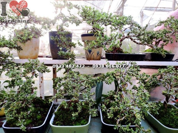 Bạch tuyết mai bonsai dáng cổ thụ tán đẹp