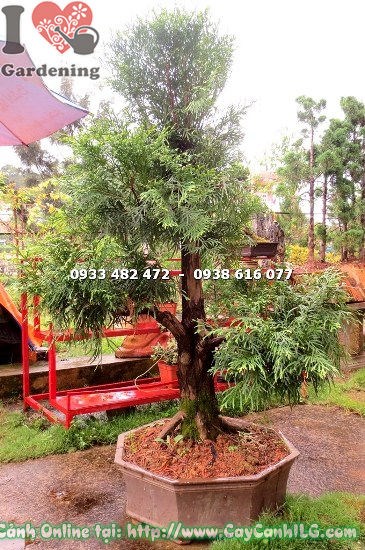Cây bách xanh bonsai cao 1m dáng thẳng hiên ngang tại ILG