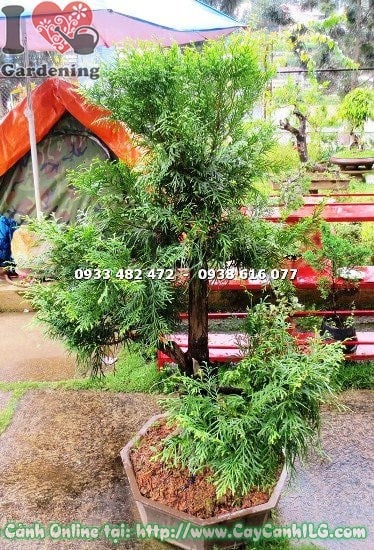 Dáng bonsai cây bách xanh cao 1m nhìn từ góc cạnh