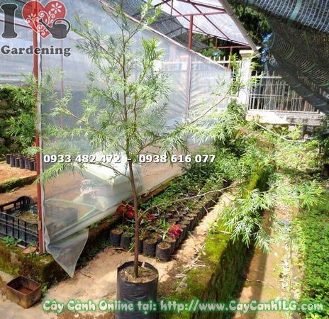 Lá và thân cây Bách Xanh giống cao 140cm