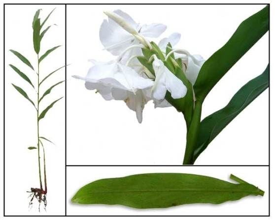 Bụi cây bạch yến trồng cảnh quan sân vườn