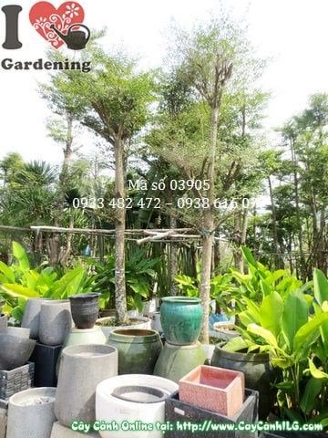 Cây Bàng Đài Loan cao 4,5m - tán đẹp nhiều tầng