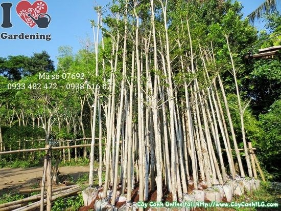 Chi tiết lá và tán cây Bàng Đài Loan 4m Ms 07692 tại ILG