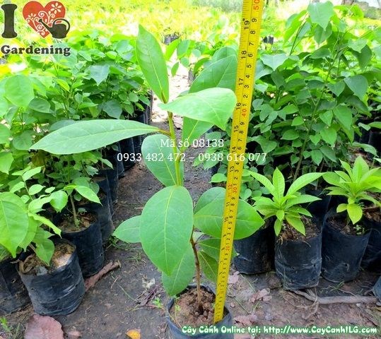 Lộ trình phát triển cây bàng giống cao 50cm