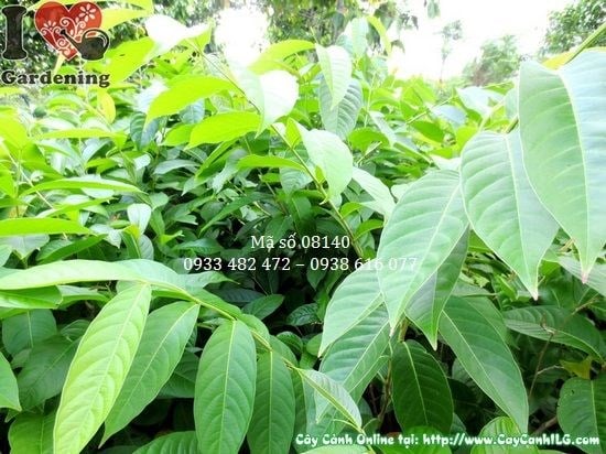 Cây bằng lăng nước giống 1m – đẹp khỏe tại vườn ILG TP.HCM