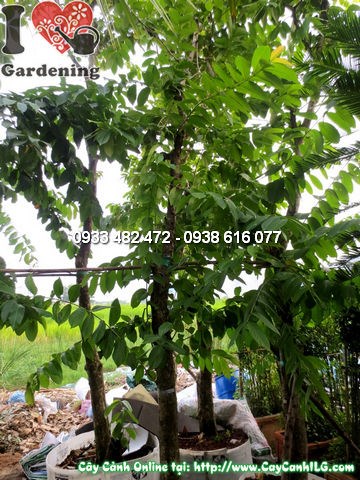 Cây bằng lăng tím cao 3m tại vườn ILG