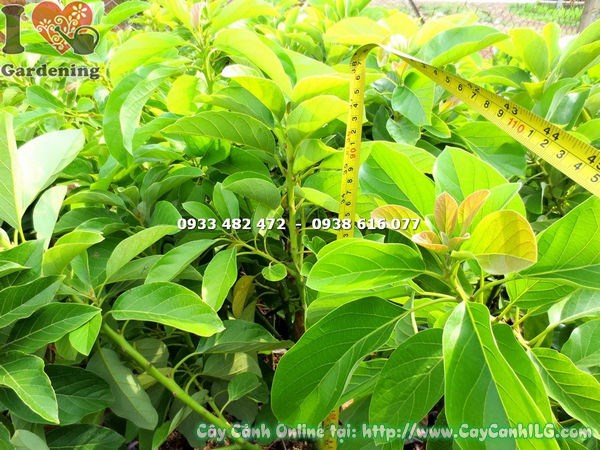 Cây bơ bi giống 1m - hình ảnh thực tế tại vườn ILG