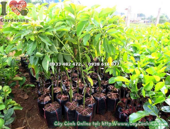 Cây bơ bi giống cao 1m - chi tiết thân lá