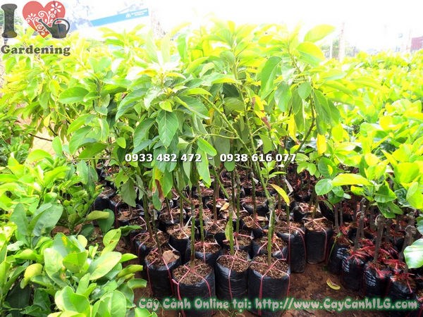 Cây bơ bi giống cao 1m - Ms 17899 tại vườn ILG