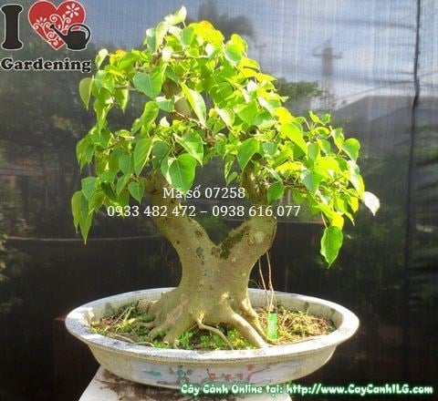 Cây bồ đề bonsai 67cm hoành 41cm - góc chính diện 3
