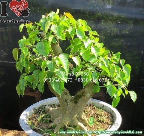 Cây bồ đề bonsai cao 67cm hoành 41cm - chi tiết tán lá