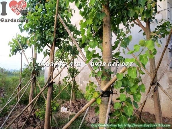 Cây bồ đề đỏ cao 4m đường kính 15cm phù hợp cảnh quan
