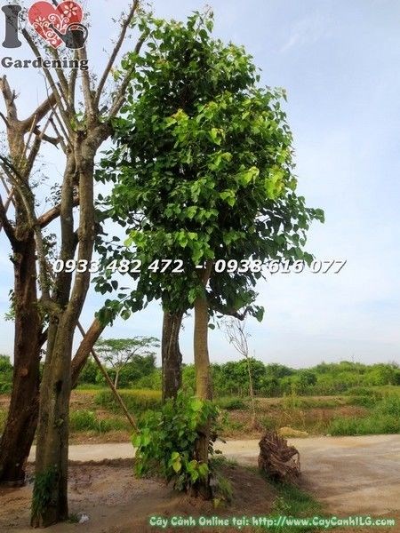 Tán lá cây bồ đề đỏ đk 20 cao 4m - Ms 22076
