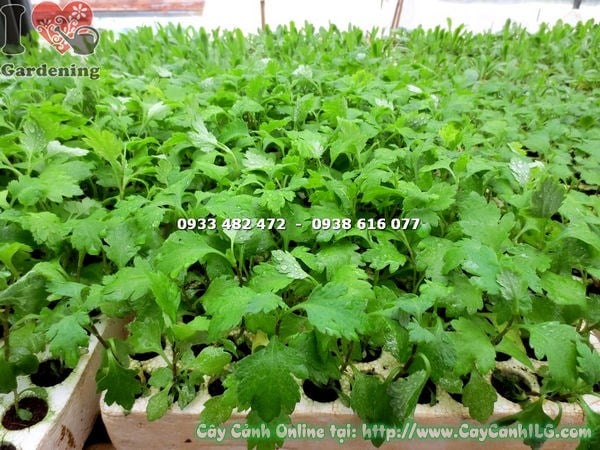 cây bông cúc giống Ms 14481 - cây hoa cảnh màu vàng rực rỡ tại ILG