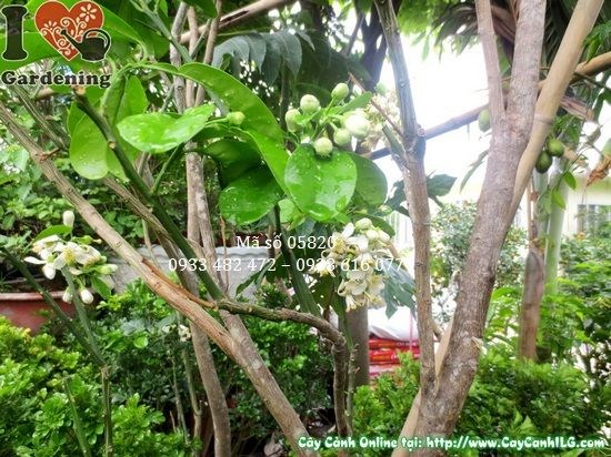 Cây bưởi da xanh có hoa tại vườn ươm ILG cao 2m