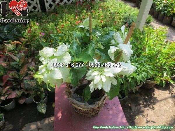 Đặc điểm lá đài trắng bạc của cây bướm bạc