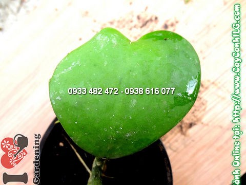 cây cẩm cù lá tim cao 5cm giống nhỏ đẹp