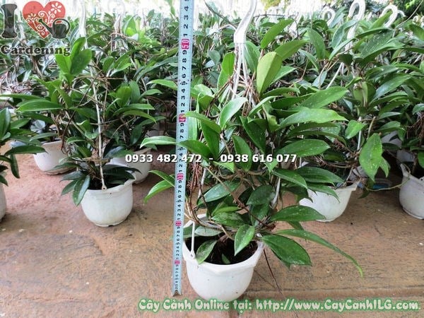 Cẩm cù treo chậu lớn trang trí không gian xanh
