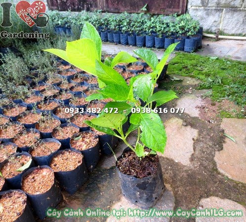 Cây cẩm tú cầu giống cao 30cm khỏe mạnh