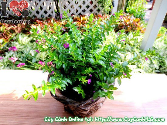 Cây cẩm tú mai cao 15cm hoa tím nở quanh năm – Ms 02682